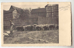 5  -  WELKENRAEDT  -  Berger - Moutons  -  Ferme - Welkenraedt
