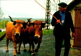 GARDEUR DE TROUPEAUX PAR F.BEBAISIEUX...CPM ANIMEE.......CPM - Tracteurs