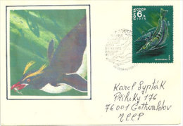 Poissons White-blooded Pikes & Pingouin Macaroni, Sur Lettre Adressée En Rep.Tchèque 1978 - Fauna Antártica