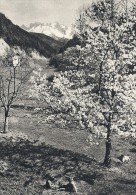 Frühling Im Eggental, Latemar Sügtirol.   B - 370 - Defereggental