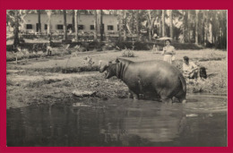 HIPPOPOTAME. ( Très Belle Carte-Photo - Petit Format. - Animée.) - Hippopotamuses