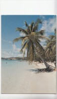 BF18676 Caribbean Islands Plage Et Cocotier Types  Front/back Image - Autres & Non Classés
