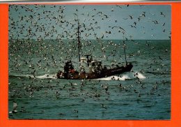 Bateaux - Retour De Pêche à La Sardine Bretagne - Pesca