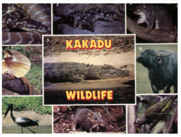(PH 222) Australia - NT - Kakadu Wildlife - Kakadu
