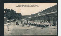 École Nationale D'Agriculture De GRIGNON - La Bergerie - Le Départ Des Moutons Pour La Plaine - Grignon