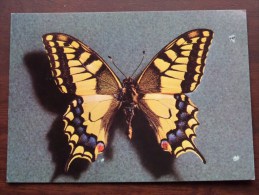 PAPILIO MACHAON - Anno 1967 ( Thioncycline - Zie Foto Voor Details ) !! - Papillons