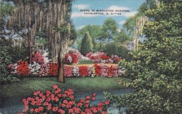 Scene In Middleton Gardens Charleston South Carolina 1954 - Charleston