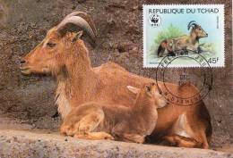 Lote PEP796, Tchad, Postal, Postcard, Maximun Card, TM, Barbary Sheep, WWF - Chad