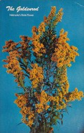 The Goldenrod Nebraskas State Flower Orchard Nebraska - Altri & Non Classificati