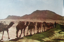 Taban Teheran Iran Camels - Iran