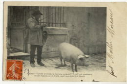 ANGOULÊME. - Patoisante Humoristique. - Porc 1er Plan - Cochons