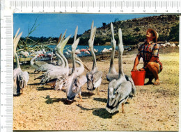 SIGEAN -  Réserve Africaine  -  PELICANS - Sigean