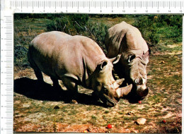 SIGEAN -  Réserve Africaine  -  Couple  RHINOCEROS - Sigean