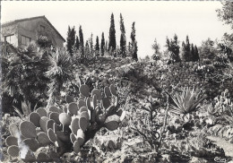 LA ROQUEBRUSSANE   LES ROCAILLES     JARDIN BOTANIQUE       CPSM - La Roquebrussanne