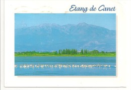 66 - ETANG DE CANET - Flamants Roses Sur L'étang - Au Fond Le Canigou - éd. Combier Photo Olivier Anger - 2005 - Canet En Roussillon