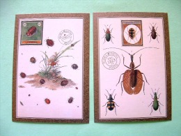 Two Postcards On Insects From USA - Insectos