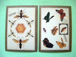 Two Postcards On Insects From USA - Insectos