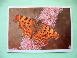 Postcard On Insects From England - Comma Butterfly - Insects