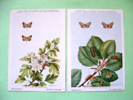 Two Postcards On Insects From Belgian Royal Science Institute - Moths - Insects