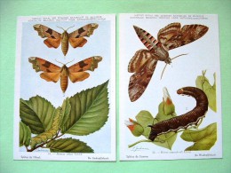 Two Postcards On Insects From Belgian Royal Science Institute - Sphingidae Hawkmoths - Insects