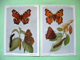 Two Postcards On Insects From Belgian Royal Science Institute - Butterflies - Insectos