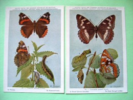 Two Postcards On Insects From Belgian Royal Science Institute - Butterflies - Insects