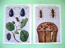 Two Postcards On Insects From Belgian Royal Science Institute - Beetles - Insects
