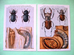 Two Postcards On Insects From Belgian Royal Science Institute - Stag Beetles - Insects