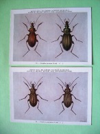 Two Postcards On Insects From Belgian Royal Science Institute - Ground Beetles - Insects