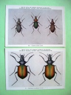 Two Postcards On Insects From Belgian Royal Science Institute - Ground Beetles - Insects