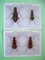 Two Postcards On Insects From Belgian Royal Science Institute - Tiger Beetles - Insects