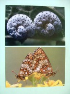 Two Postcards On Caterpillars And Butterflies From Holland - Insects