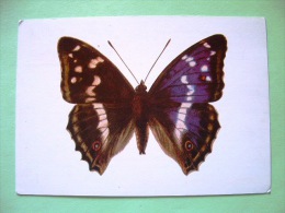 Postcard On Butterfly From Czech Rep. - Insects