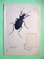 Postcard On Insects From Poland - Ex Maxicard - Insects