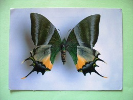 Postcard On Teinopalpus Butterfly From China (text In Spanish ?) - Insects