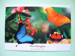 Postcard On Butterflies From Australia - Insects