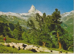 SUISSE,SWITZERLAND,SCHWEI Z,SVIZZERA,HELVETIA,VALAI S,VIEGE,ZERMATT,RIFFELALP MIT MATTERHORN,CERVIN,berger, Mouton,métie - Viège