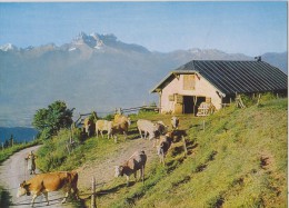 SUISSE,HELVETIA,SWISS,SCH WEIZ,SVIZZERA,SWITZERLAND ,LEYSIN EN ETE,vaud,aigle,FERME,ALPA GE,METIER,ELEVEUR - Aigle