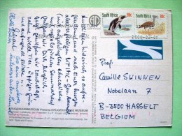 South Africa 2000 Postcard "Kruger Museum Manuscript Pages" To Belgium - Penguin - Bird Bustard - Lettres & Documents