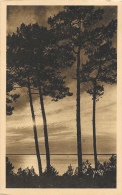 Les Charmes De La Côte D'Argent - D'Arcachon Au Mouleau - Silhouettes De Pins, Carte Yvon - Aquitaine