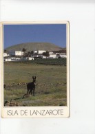 BF23055 Islas Canarias Yaiza Paz Belleza Donkey  Spain Front/back Image - Otros & Sin Clasificación