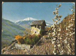 SION Blick Auf Mont De Nendaz 1960 - Nendaz
