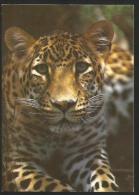 BOTSWANA SAFARIS Solothurn Foto Safaris Namibia LEOPARD - Other & Unclassified