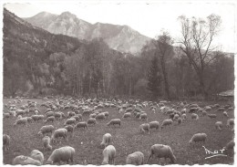 Les Alpes  -  Pâturages ,troupeau De Moutons ( Cir ,tampon De Barreme ) - Otros Municipios