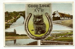 Carte Royaume Uni : Good Luck From   AYR  Avec Chat/cat   A   VOIR  !!!! - Ayrshire