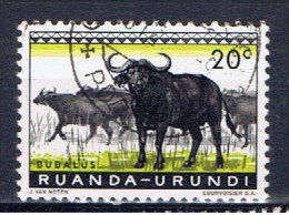 Ruanda Urundi+ 1959 Mi 162 Kaffernbüffel - Used Stamps