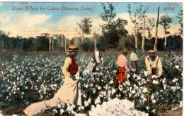 Down Where The Cotton Blossoms Grow - Autres & Non Classés