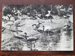 Int. Vogelpark Avifauna Strand Met Flamingo's Alphen A/d Rijn - 1954 ( Zie Foto Voor Details ) !! - Alphen A/d Rijn