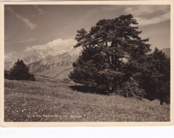 AM BUCHSERBERGMIT ALPSTEIN - Buchs