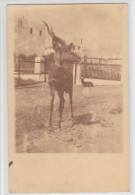 Somalie Somalia Mogadiscio Kudu Carte-photo - Somalia